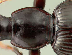 Image of Platynus subovalis (Darlington 1936)