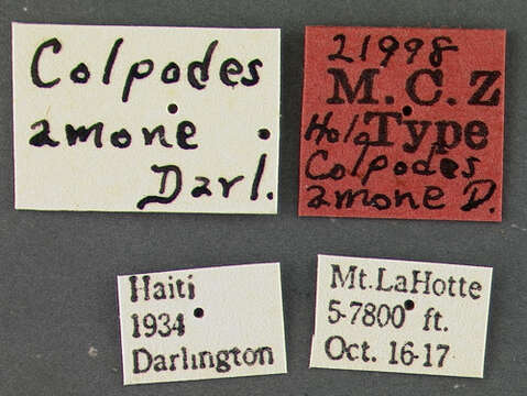 Image of Platynus amone (Darlington 1936)