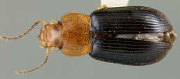 Imagem de Selenophorus (Selenophorus) dimidiatulus van Emden 1958