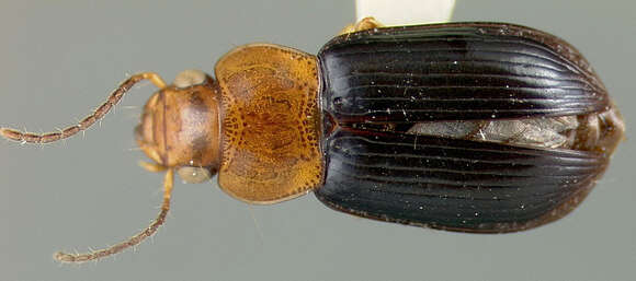 Image of Selenophorus (Selenophorus) dimidiatulus van Emden 1958