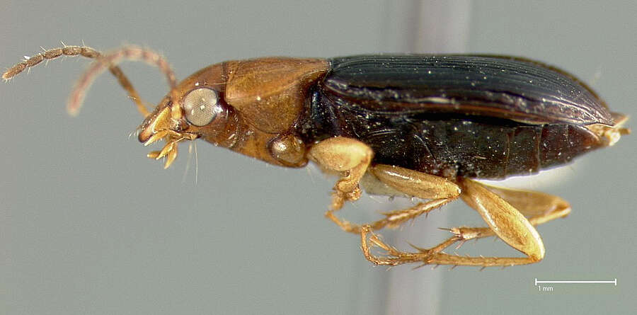 Imagem de Selenophorus (Selenophorus) dimidiatulus van Emden 1958