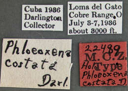 Image of Phloeoxena (Phloeoxena) costata Darlington 1937