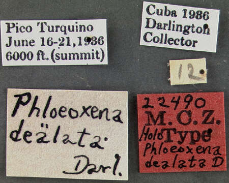 Image of Phloeoxena (Phloeoxena) dealata Darlington 1937