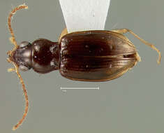 Plancia ëd Bembidion portoricense Darlington 1939