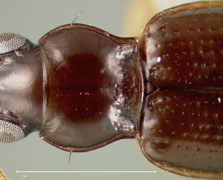 Plancia ëd Bembidion portoricense Darlington 1939