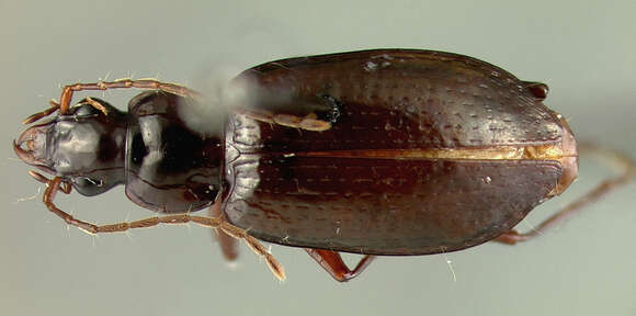 Image of Platynus scriptellus (Darlington 1939)