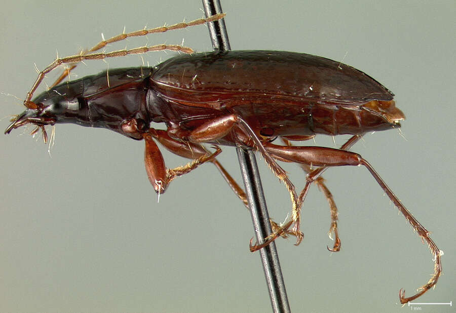 Image of Platynus scriptellus (Darlington 1939)