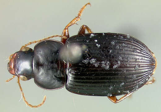 Plancia ëd Selenophorus (Selenophorus) flavilabris Dejean 1829