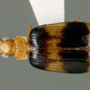 Image of Lebia (Lebia) nubicola Darlington 1939