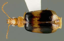 Image of Lebia (Lebia) nubicola Darlington 1939