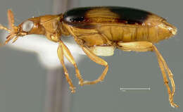 Image of Lebia (Lebia) nubicola Darlington 1939