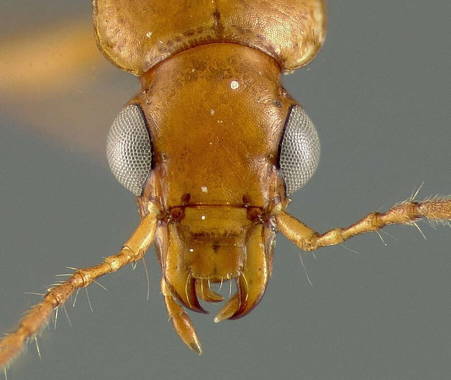 Image of Lebia (Lebia) nubicola Darlington 1939