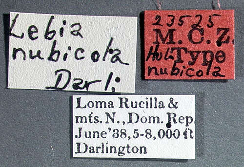 Image of Lebia (Lebia) nubicola Darlington 1939