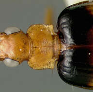 Image of Lebia (Lebia) nubicola Darlington 1939