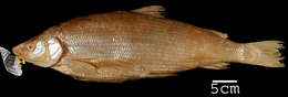 Image of Lake whitefish