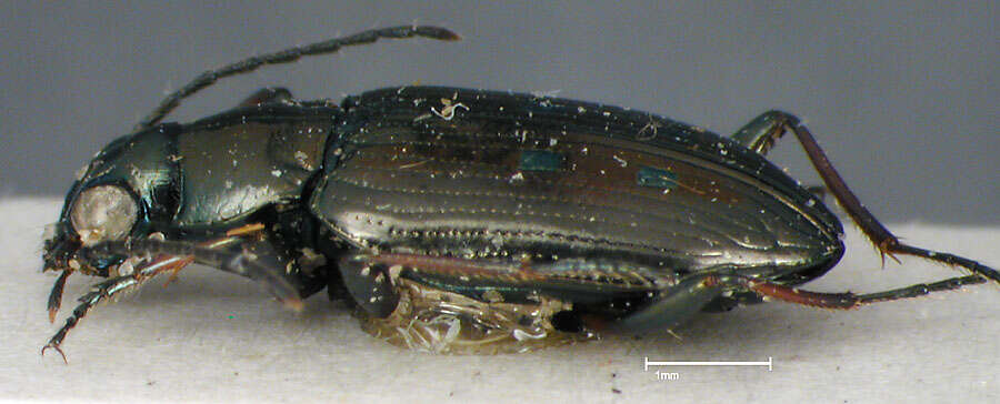 Image of Bembidion (Bracteon) punctatostriatum Say 1823