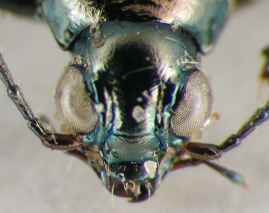 Image of Bembidion (Bracteon) punctatostriatum Say 1823