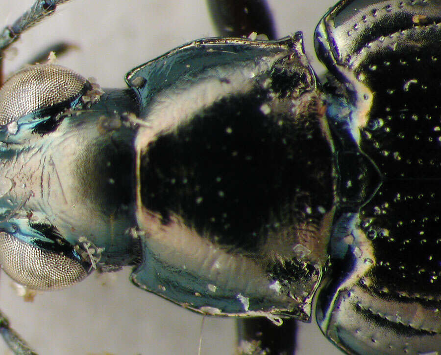 Image of Bembidion (Bracteon) punctatostriatum Say 1823