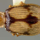 Image of Lebia (Lebia) insulata Madge 1967