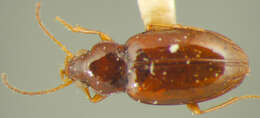 Image of Elaphropus (Barytachys) tripunctatus (Say 1830)