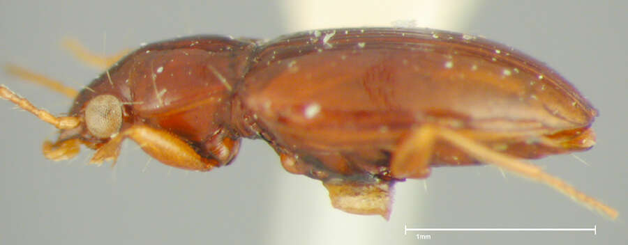 Image of Elaphropus (Barytachys) tripunctatus (Say 1830)
