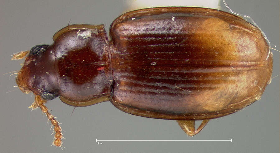 Image of Mioptachys flavicauda (Say 1823)