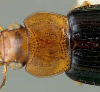 Imagem de Selenophorus (Selenophorus) dimidiatulus van Emden 1958