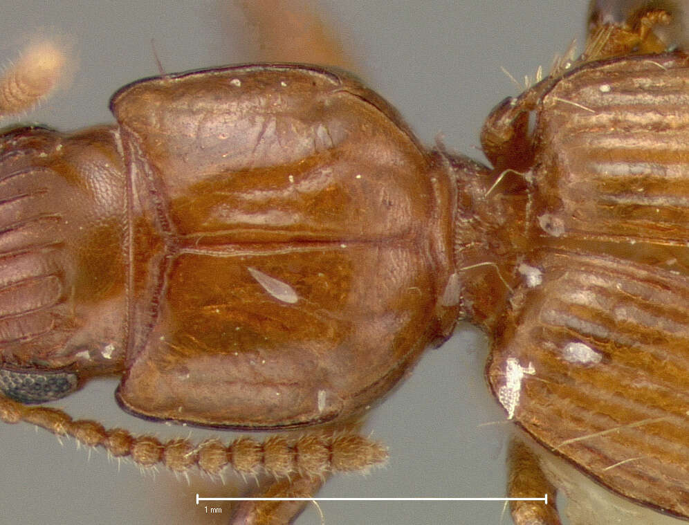 Слика од Halocoryza acapulcana Whitehead 1966