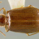 Image of Lebia (Lebia) papuella Darlington 1968