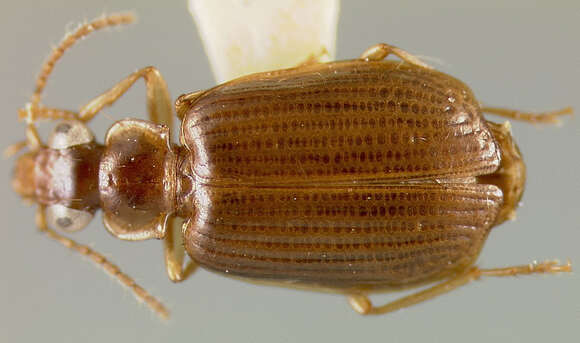 Plancia ëd Lebia (Lebia) papuella Darlington 1968