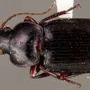 Image of Loxandrus pactinullus Allen 1972