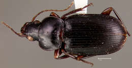 Image of Loxandrus pactinullus Allen 1972