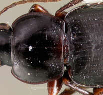 Image of Loxandrus pactinullus Allen 1972