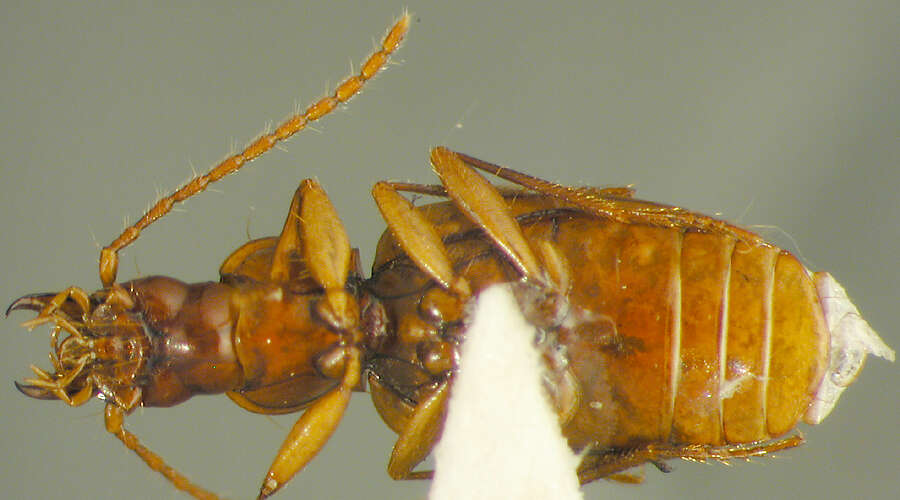 Image of Paratrechus pallescens (Bolivar & Pieltain 1967)