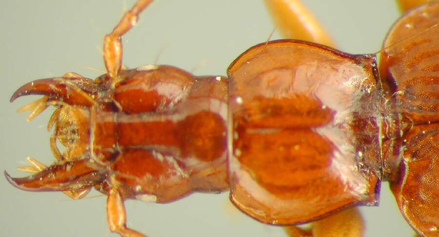 Image of Paratrechus pallescens (Bolivar & Pieltain 1967)