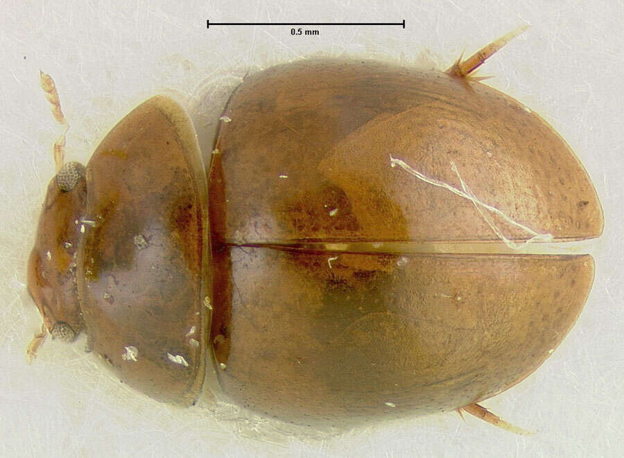 Psalitrus semipunctulus Bameul 1993的圖片