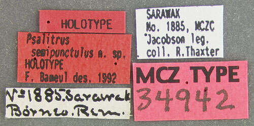 Psalitrus semipunctulus Bameul 1993的圖片