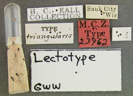 Image of Lioporeus triangularis (Fall 1917)