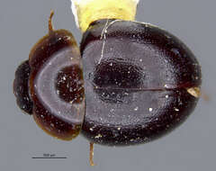 Image of Agathidium (Sexstriatum) bistriatum Horn 1880
