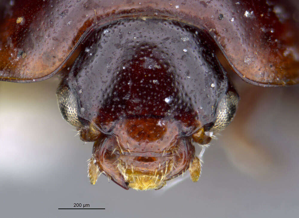 Image of Agathidium (Sexstriatum) bistriatum Horn 1880