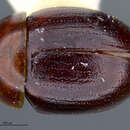 Image of Agathidium (Sexstriatum) sexstriatum Horn 1880