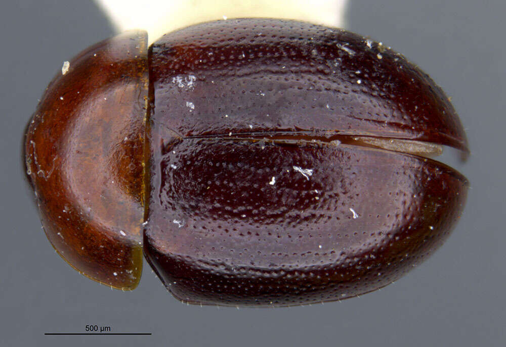 Image of Agathidium (Sexstriatum) sexstriatum Horn 1880