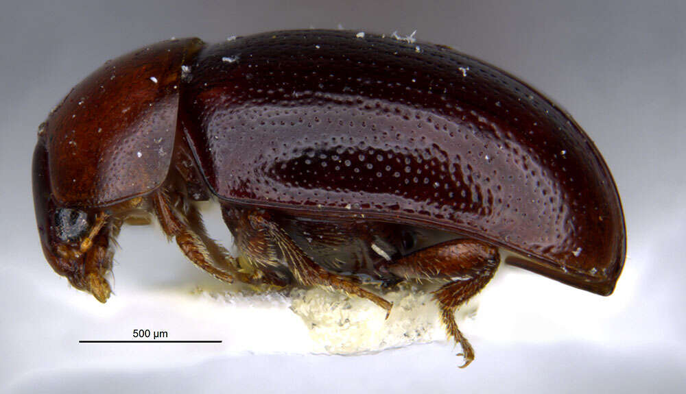 Image of Agathidium (Sexstriatum) sexstriatum Horn 1880