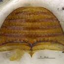 Sivun Anogdus obsoletus (Melsheimer & F. E. 1844) kuva