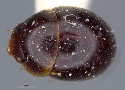 Image of Aglyptinus laevis (Le Conte & J. L. 1853)