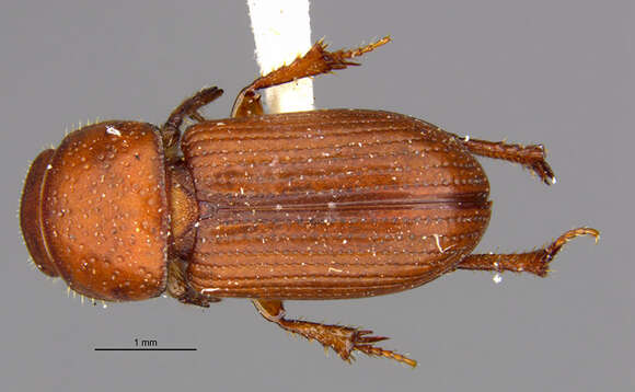 Image of <i>Aegialia rufa</i>