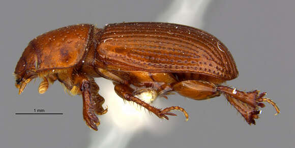 Image of <i>Aegialia rufa</i>