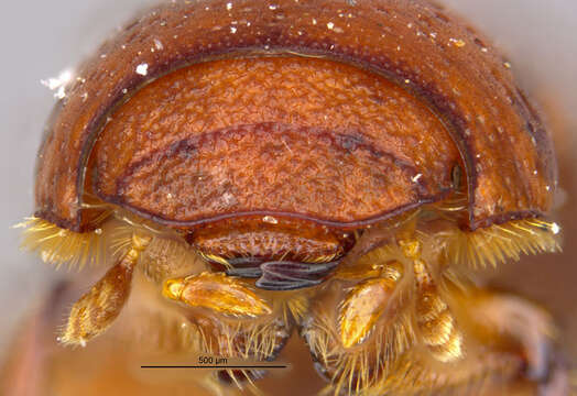 Image of <i>Aegialia rufa</i>