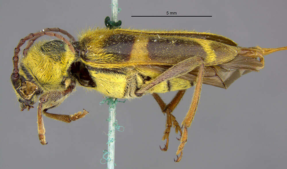Image of Triodoclytus