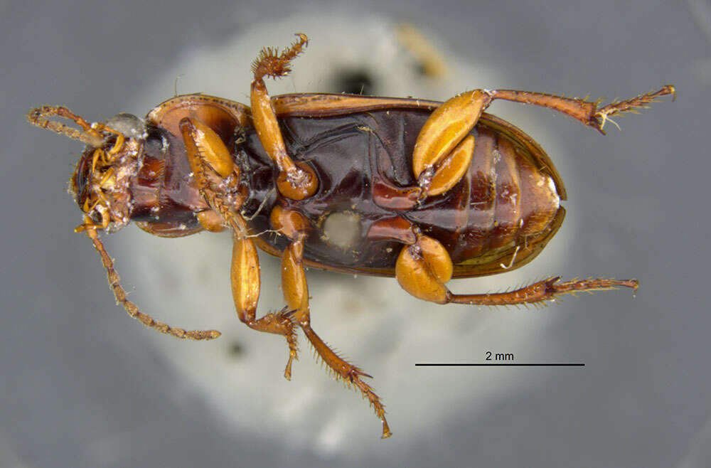 Image of Stenolophus (Agonoderus) comma (Fabricius 1775)